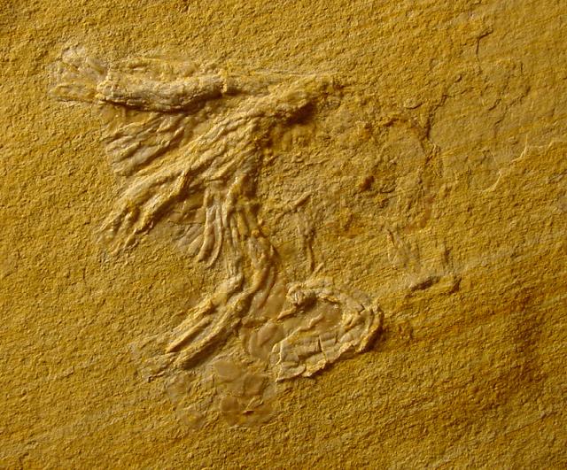 Physodoceras sp. HYATT 1900 mit Epkie (Serpeln, Cirripediern) - Bild © FossNet FossilienStore